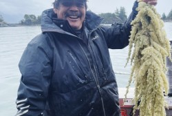 Darrell Williams holds a tree branch full of k̓ʷaqmis in March 2022 at Yuquot. (Lesley Sugar Thompson photo)