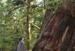 Meares Island has some of the oldest Western red cedar trees on Earth. (Eric Plummer photo)