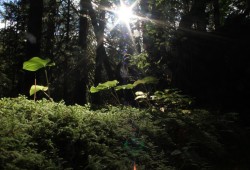 First 30 x 30 Canada is currently working with Mowachaht/Muchalaht’s Salmon Parks, which aims to have nearly 67,000 hectares – representing one fifth of its territory – protected from disruptive industrial activity in four years.  