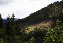 Clear cuts are visible while driving along the logging road to the Caycuse blockade, where protestors resisted RCMP to prevent the logging of an old-growth forest, near Port Renfrew, on May 19, 2021. (Melissa Renwick photo)