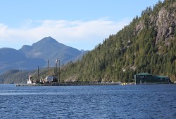 Most of B.C.'s fish farms are along the westcoast of Vancouver Island. Pictured is a site in Nootka Sound. (Eric Plummer photo)