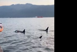 On Saturday, Aug. 26 orcas were spotted at the Fishermen's Wharf, the closest to Port Alberni that some locals have ever seen
