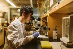 Tom Zhang, Adult Salmon Diet Program coordinator, uses a microscope to identify a digested fish from its unique bones. (Brandon Deepwell photo)