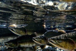 Pink salmon are the species with the highest increase in abundance, according to the PSF report. (Brandon Deepwell/Pacific Salmon Foundation)