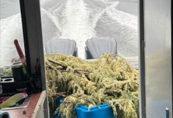 The Nuchatlaht First Nation harvested enough k̓ʷaqmis in late February that they could share the neighbouring Ehattesaht and Ka:'yu:'k't'h'/Che:k'tles7et'h' First Nations. (Judae Smith photo)