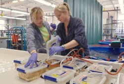Melanie Prentice, a research scientist at the Hakai Institute, is part of a team that has spent years investigating the cause of the sea star wasting disease. (Bennett Whitnell/Hakai Institute)