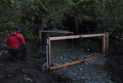 A Parks Canada technician uses a fish counting fence on a stream that is part of the Cheewaht River watershed.