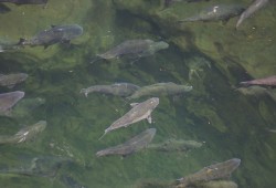 Key issues raised through public engagement include protecting B.C.’s Pacific wild salmon stocks.Pictured are chinook salmon migrating along the Stamp River in late August. (Eric Plummer photo)