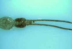 Sea lice are natural parasites found in wild and farmed salmon. DFO requires sea lice to be below an average of 2.8 motiles per fish during periods when wild salmon are migrating out into the ocean, but Ahousaht’s protocol agreement has this limit set at 1.5. (S. Robinson/DFO photo)