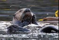 The sea otter is a particularly adept hunter, using its hands to open shellfish with tools as the pinniped dives up to 30 metres deep. (Coastal Voices photo)