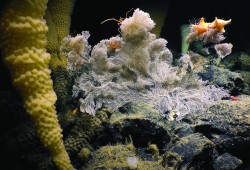 Within the MPA a host of animals depend on the hot springs that are highly rich in materials and exist nowhere else on the planet except for within hydrothermal vents. (DFO photo)