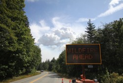 The Mount Underwood fire cut off access from Port Alberni to Bamfield from Aug. 11 to Oct. 24. (Eric Plummer photo)