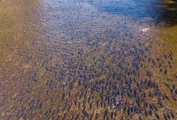 Some sockeye salmon stocks are also showing signs of an increased abundance. (Fernando Lessa/Pacific Salmon Foundation photo)