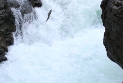Stamps Falls are in the Stamp River Provincial Park near Port Alberni. (Eric Plummer photo)