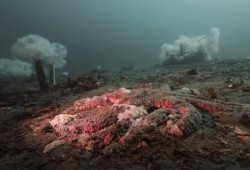 A wasting sunflower sea star off Calvert Island in B.C. (Grant Callegari/Hakai Institute)