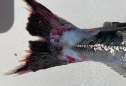 Ninety nine salmon were collected form Barkley Sound as part of a separate study on the effects of catch-and-release sports fishing. Sixteen per cent of the chinook had signs of tenacibaculosis. (Emiliano di Cicco/Pacific Salmon Foundation photo)