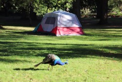 A tent stands in Beacon Hill Park, where many of Victoria’s homeless have found shelter in the past. (Denise Titian photo)