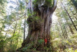Ancient Forest Alliance photographer TJ Watt and Ahousaht Hereditary Representative Tyson Atleo stand beside an ancient Western red cedar tree that may very well be the most impressive tree in Canada on Flores Island in Ahousaht territory. (TJ Watt/Ancient Forest Alliance photo)