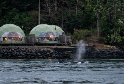 A baby Bigg’s orca photographed near Tofino on Jan. 5, 2026, was malnourished and wounded. (Marcie Callewaert photo)
