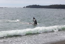 A grey whale rolls in the surf on the shore of Yuquot, at the southern end of Nootka Island. In estimated 27,000 eastern 2016 an grey whales migrated from the Arctic to Baja California in Mexico. In 2025 that number dropped to 13,000, says a researcher. (Eric Plummer photo)
