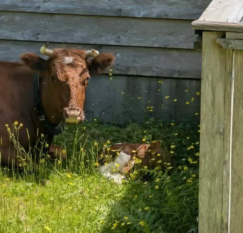 Herd Matriach 'Hip Spot' and new calf ƛ̓iiḥciip (Clay Weisschadel photos)