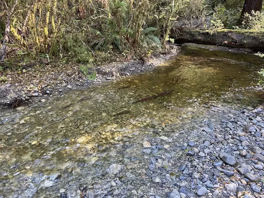 Spawning coho in a restored Cheewaht tributary stream. (MC Wright and Associates photo)