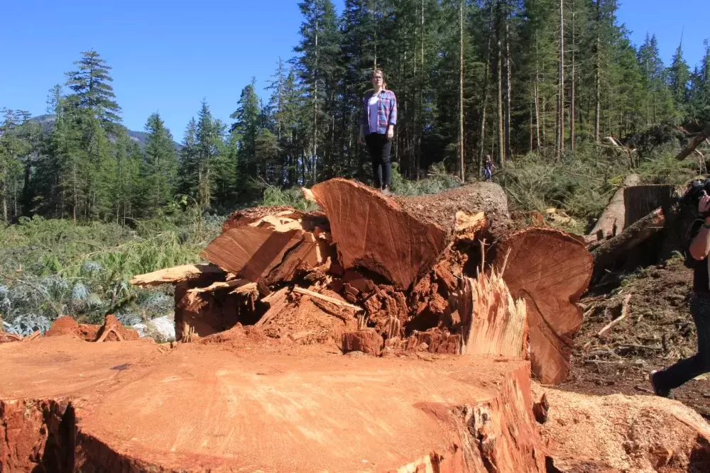 Andrea Inness of the Ancient Forest Alliance stands atop a fallen Douglas fir in the Nahmint Valley in 2018, shortly before launching a complaint with the Forest Practices Board. (Eric Plummer photo)