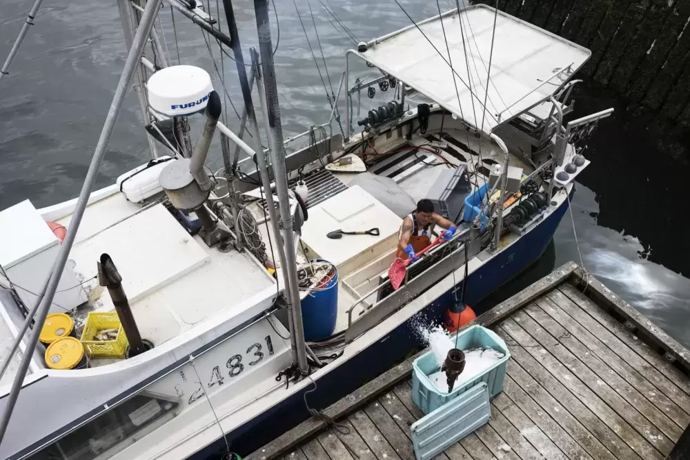 Terry Crosina pours fresh ice of their catch before Elmer Frank brings it to Ucluelet to sell, on July 23, 2020. (Photograph by Melissa Renwick)