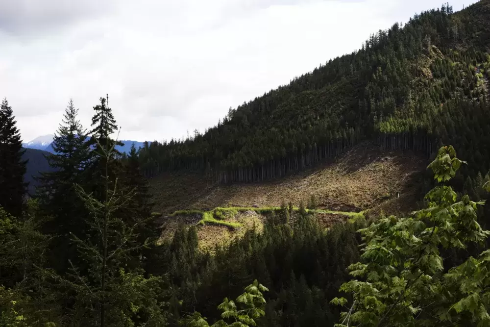 Clear cuts are visible while driving along the logging road to the Caycuse blockade, where protestors are resisting RCMP to prevent the logging of an old-growth forest, near Port Renfrew, on May 19, 2021.