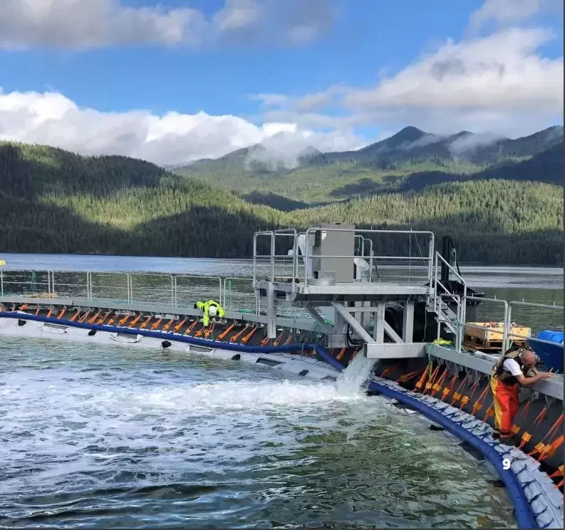 Workers tend to a semi-closed containment salmon farm in the Millar Channel, in Ahousaht territory. Cermaq introduced the system to minimize interactions between farmed and wild stocks, but had to cease the trial after a year "due to water quality issues". (BC Salmon Farmers Association photo) 