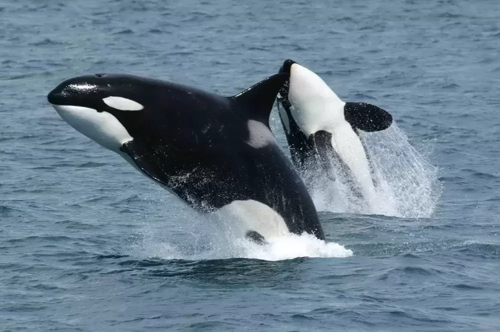 Two mammal-eating transient killer whales are photographed off the south side of Unimak Island, eastern Aleutian Islands, Alaska. (NOAA/Wikimedia Commons photo)