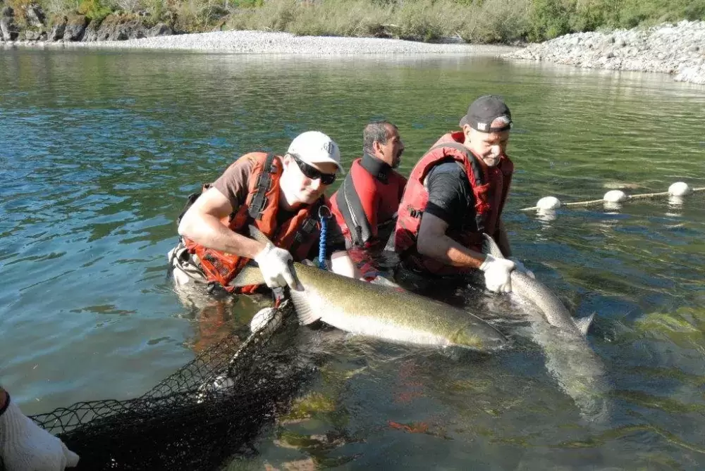 Riparian Restoration Aimed At Sustaining Chinook | Ha-Shilth-Sa Newspaper