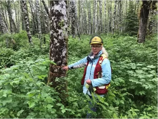 Putting Wood Back In The Water: Nootka Sound Riparian Project Advances ...