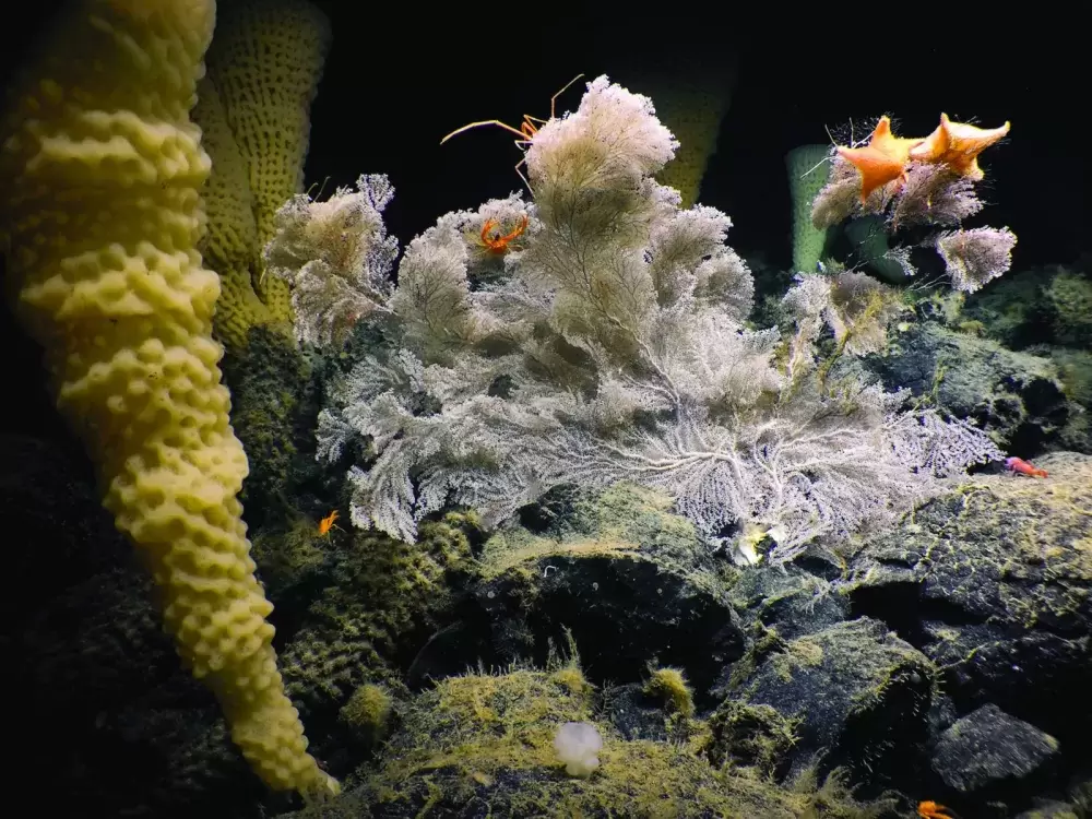 Underwater life on a seamount in a proposed Marine Protected Area west of Vancouver Island, part of what was discovered during a 2019 expedition to the offshore environment. (DFO photo)  