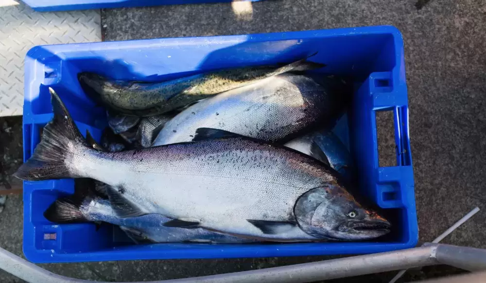 Chinook salmon caught during the T’aaq-wiihak fishery. (Uu-a-thluk photo)