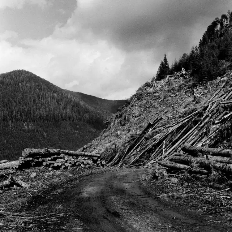 A clear-cut sits on a mountainside in the Caycuse watershed, on May 20, 2021.