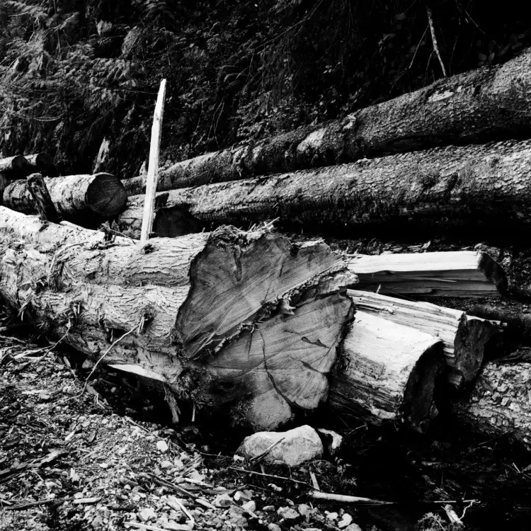 Felled trees lay beside a logging road in the Caycuse watershed, on May 20, 2021. The Caycuse blockade was the first to be enforced by RCMP under the court ordered injunction, “because it’s where industry needed to get to first,” said RCMP spokesperson Sgt. Chris Manseau.  Members of the Rainforest Flying Squad widely speculate it’s because Teal-Jones wanted to collect the felled trees from logging operations that were underway in the area before the blockade was established.
