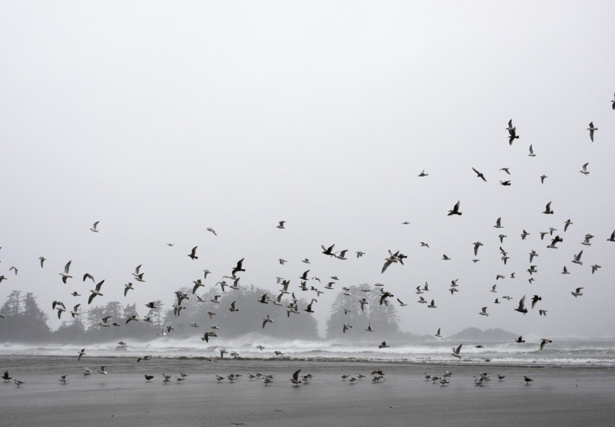 Seagulls flocked over Chesterman Beach during the wind storm that swept through Tofino, on Jan. 5, 2021.