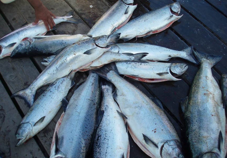 Fresh catch of west coast coho salmon on the dock. (Uu-a-thluk Facebook photo)