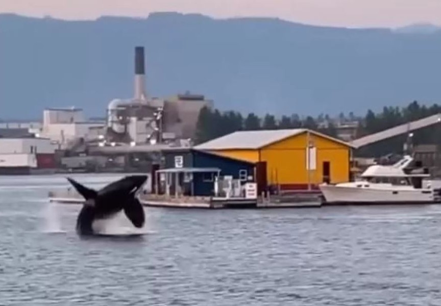 Only meters from Fisherman's Wharf, orcas breached multiple times on Aug. 26, putting on a show for the lucky crowd who cheered them on. (Facebook video still)